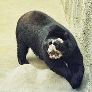 Scanned San Diego Zoo Photos 1992-2001