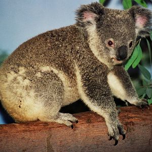 Scanned San Diego Zoo Photos 1992-2001