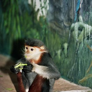 Scanned San Diego Zoo Photos 1992-2001