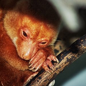 Scanned San Diego Zoo Photos 1992-2001