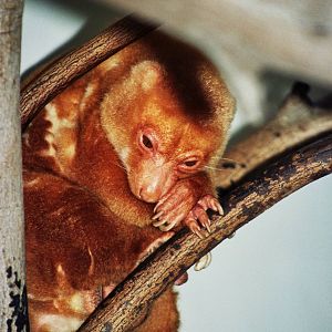 Scanned San Diego Zoo Photos 1992-2001