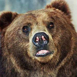 Scanned San Diego Zoo Photos 1992-2001