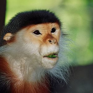 Scanned San Diego Zoo Photos 1992-2001