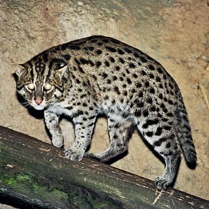 Scanned San Diego Zoo Photos 1992-2001