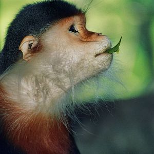 Scanned San Diego Zoo Photos 1992-2001