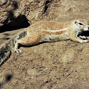 Scanned San Diego Zoo Photos 1992-2001