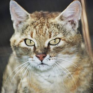 Scanned San Diego Zoo Photos 1992-2001