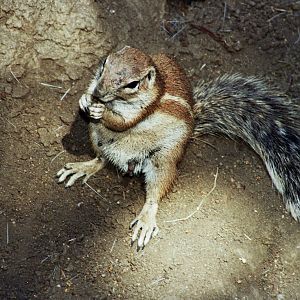 Scanned San Diego Zoo Photos 1992-2001