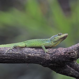 Montserrat anole