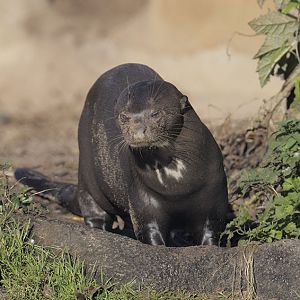 Giant otter 'Icana'