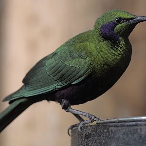 Emerald starling