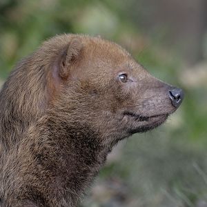 Bushdog profile