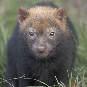 Bushdog pup