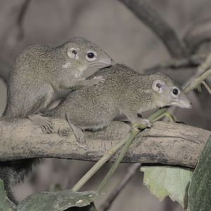 Berlanger's tree shrews