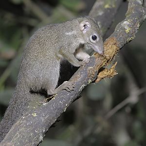 Berlanger's tree shrew