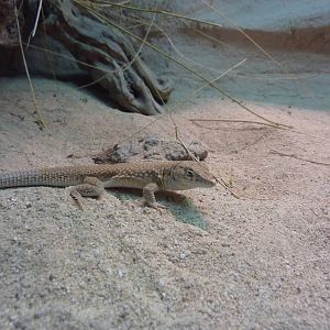 Fringe-toed lizard, December 2011.