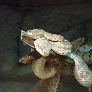 Oman carpet vipers, December 2011.