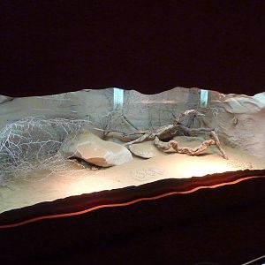 Horned viper vivarium, December 2011.