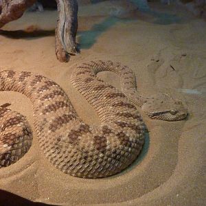 Horned viper, December 2011.