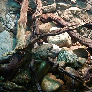 Dhofar toad, December 2011.