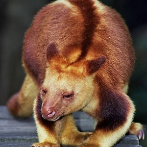 Currumbin Wildlife Sanctuary 2007