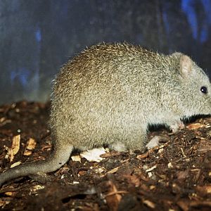 Currumbin Wildlife Sanctuary 2007