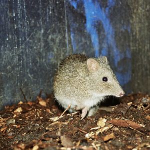 Currumbin Wildlife Sanctuary 2007