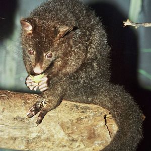 Currumbin Wildlife Sanctuary 2007 species ID