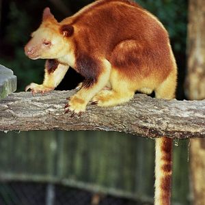 Currumbin Wildlife Sanctuary 2007