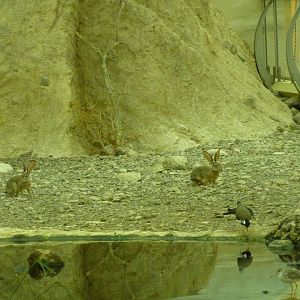 Lapwing & hares, December 2011.