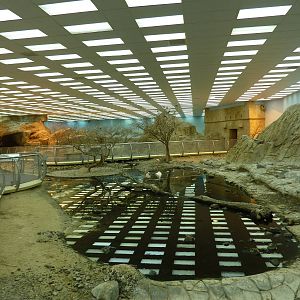 Flamingo pool in main aviary, December 2011.