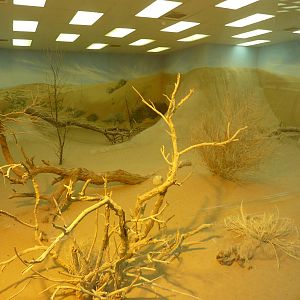 Indian grey mongoose enclosure, December 2011.