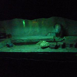 House mouse enclosure, December 2011.