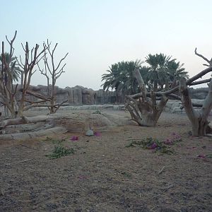 Hamadryas baboon enclosure, December 2011.