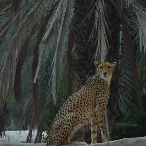 Cheetah, December 2011.