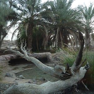 Arabian leopard exhibit, December 2011.