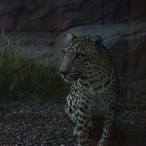 Arabian leopard, December 2011.