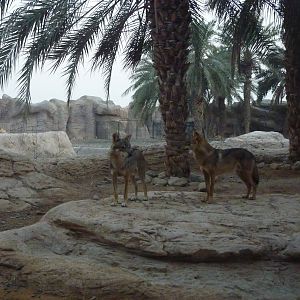 Arabian wolves, December 2011.