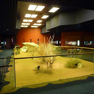 Reptile area, December 2011.