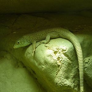 Jayakar's lizard, December 2011.