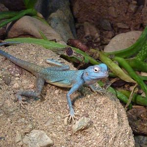 Blue-headed agama, December 2011.