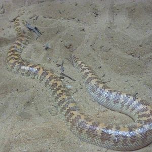 Jayakar's sand boa, December 2011.