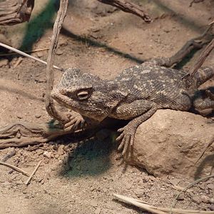 Steppe agama, December 2011.