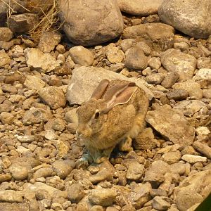 Arabian hare, December 2011.