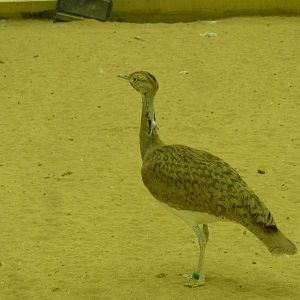 Macqueen's houbara bustard, December 2011.
