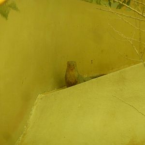Indian grey mongoose, December 2011.