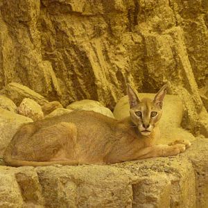 Schmidtz's caracal, December 2011.