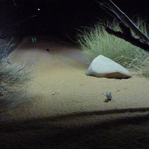 Jerboa enclosure, December 2011.