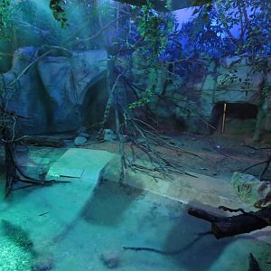 Spectacled Caiman Exhibit