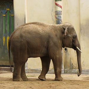 Asian Elephant